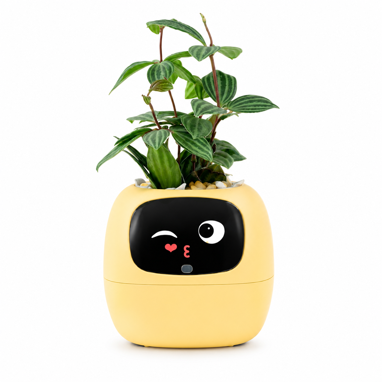 Ivy Gen 2 Smart Planter